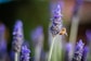 purple flower in tilt shift lens