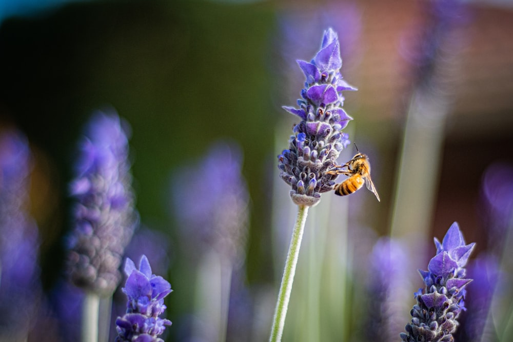 purple flower in tilt shift lens