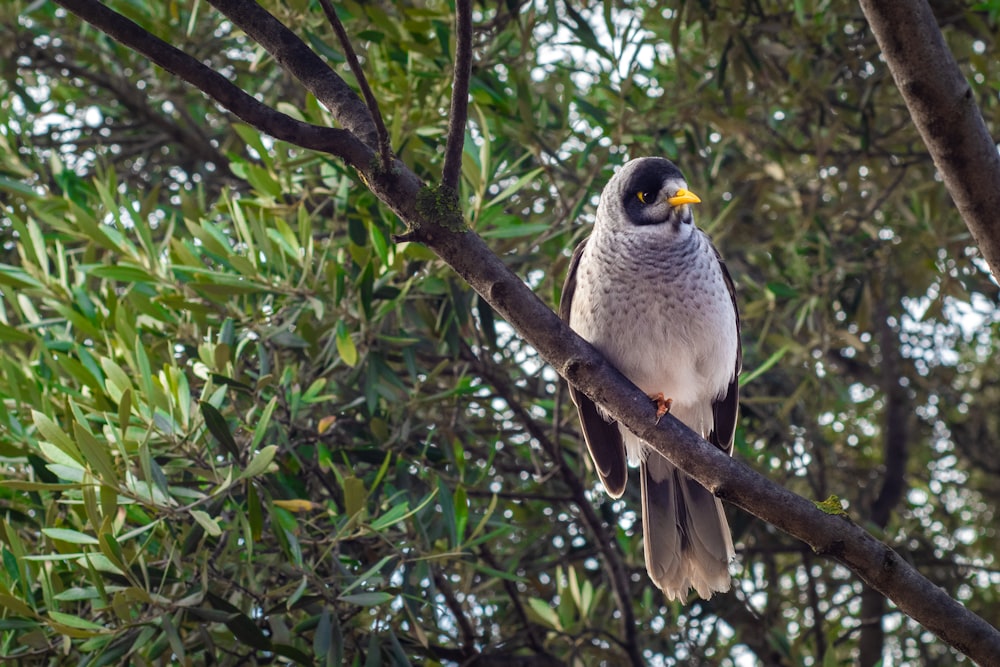 white and gray bird on brown tree branch during daytime