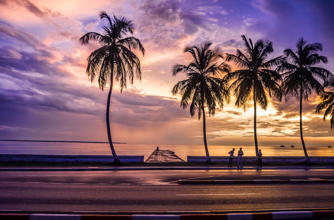 silhouette of palm tree near body of water during sunset