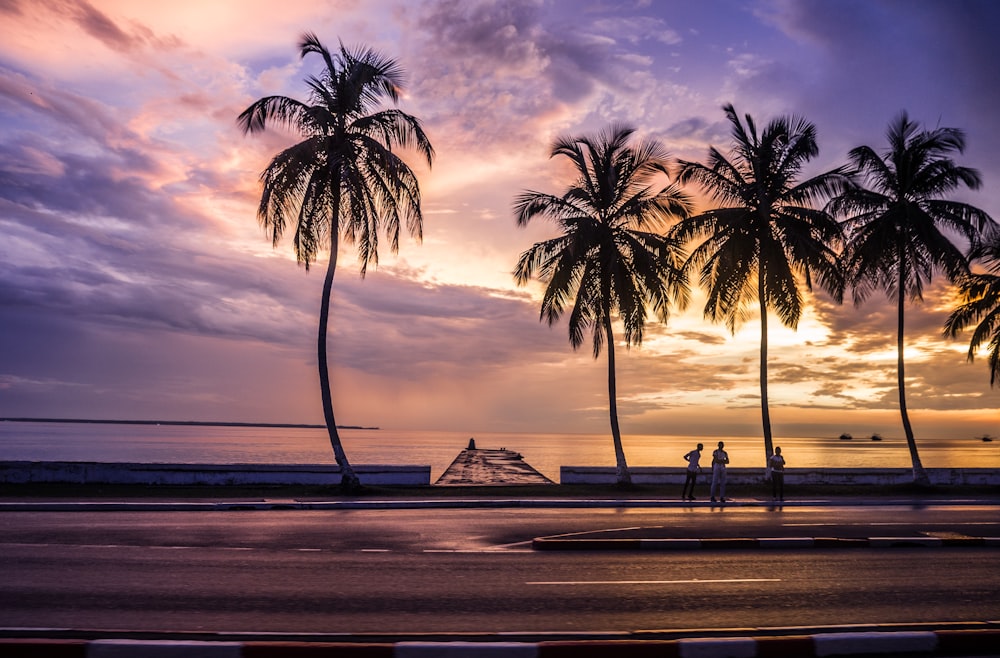 silhouette of palm tree near body of water during sunset