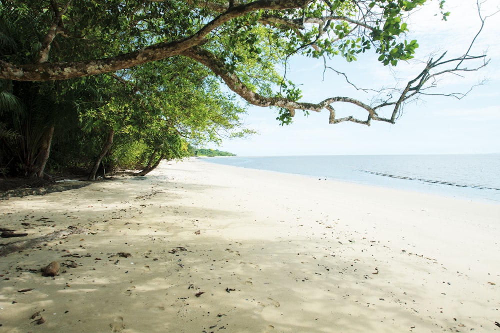 green tree on white sand beach during daytime