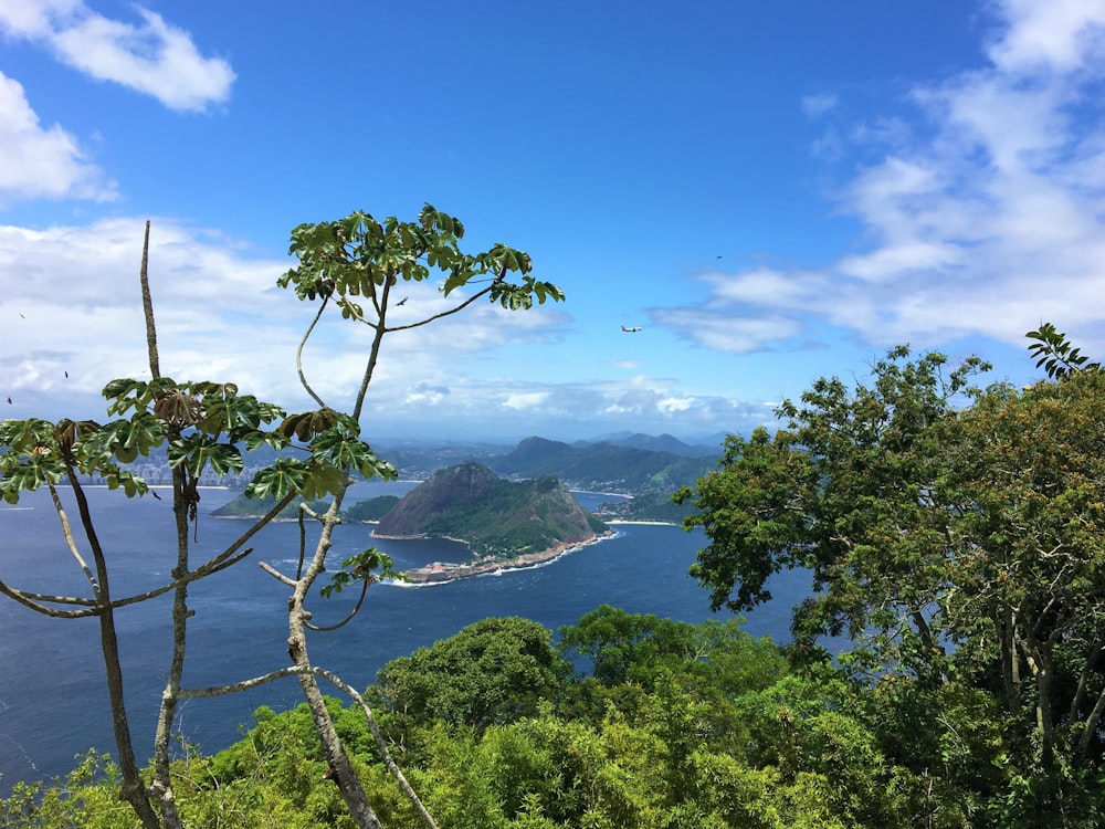 green trees near body of water under blue sky during daytime