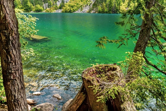 green lake surrounded by green trees during daytime in Lindeman Lake Canada