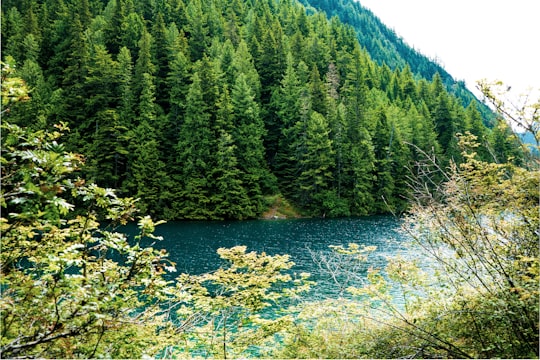 green pine trees near river during daytime in Lindeman Lake Canada