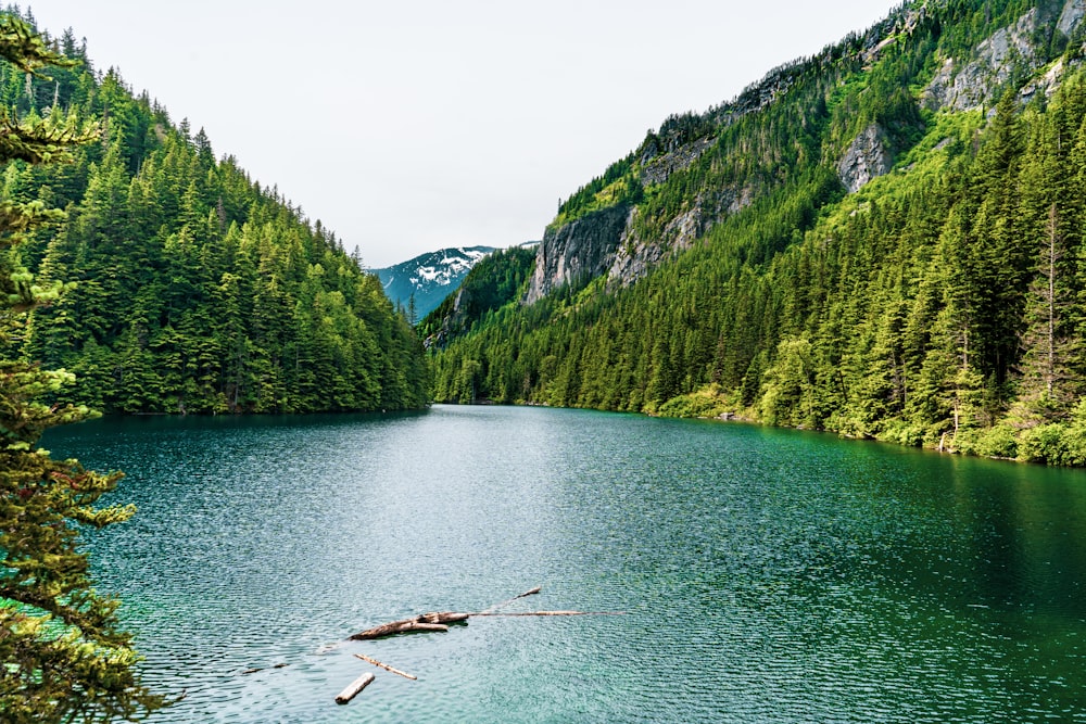 green trees on mountain beside river during daytime