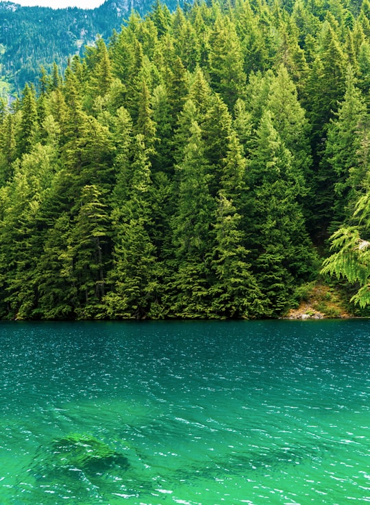 green trees beside body of water during daytime in Lindeman Lake Canada