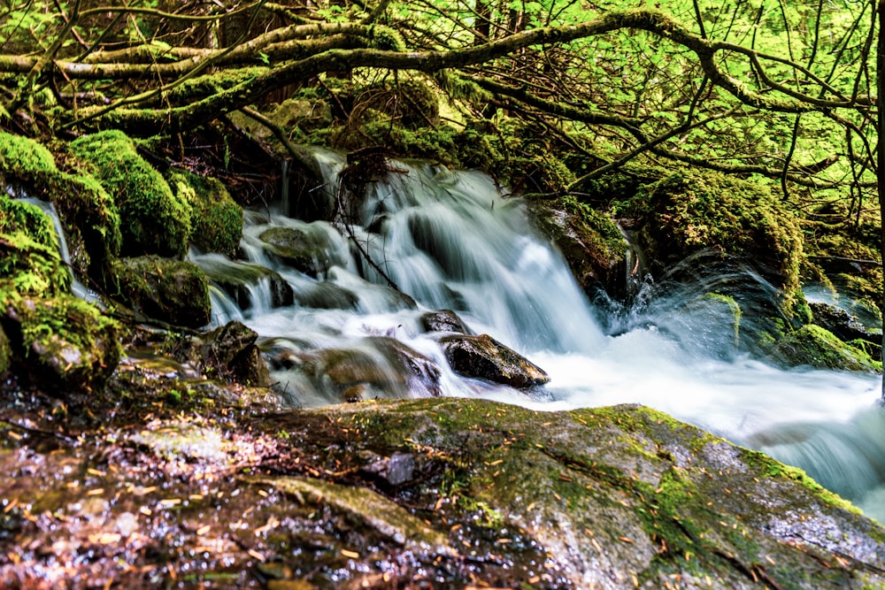 Grünes Moos auf braunem Felsen in der Nähe des Flusses