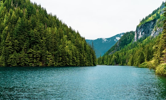 green trees near body of water during daytime in Chilliwack Lake Provincial Park Canada