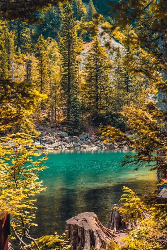 green and yellow trees beside river during daytime in Lindeman Lake Canada