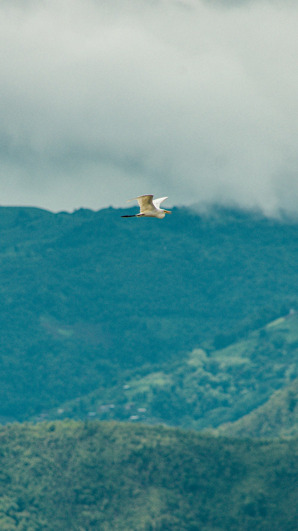 white bird flying over green mountain during daytime