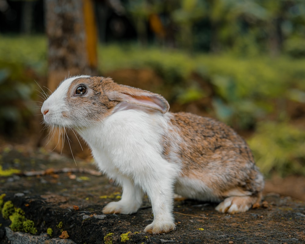 Weißes und braunes Kaninchen auf braunem Boden