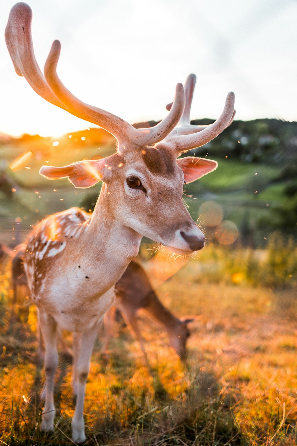 brown deer on green grass during daytime