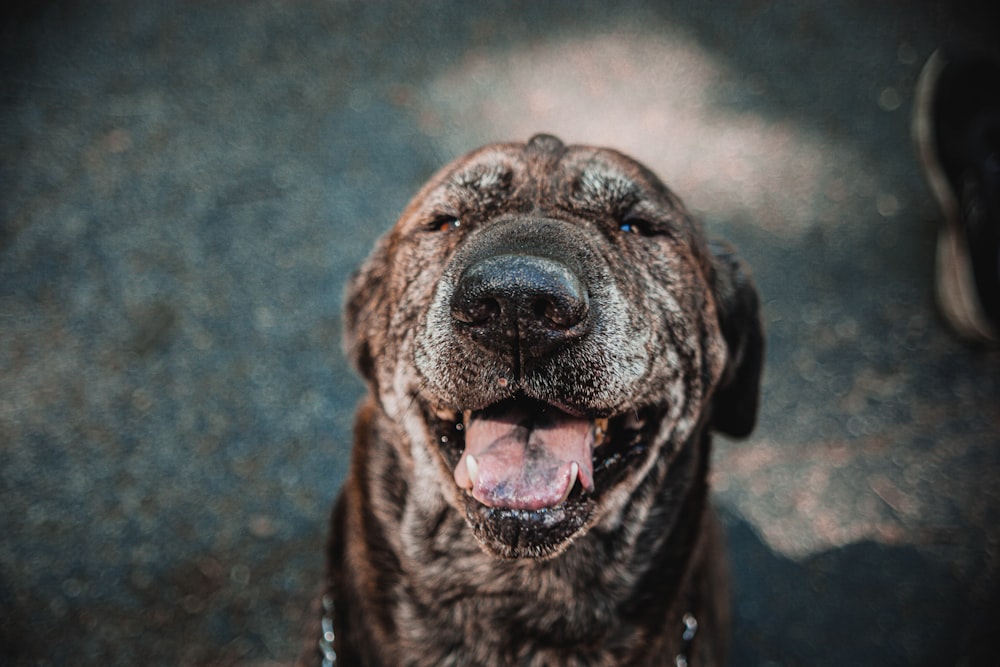 black short coated dog on brown sand