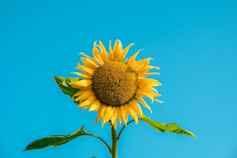 yellow sunflower under blue sky during daytime