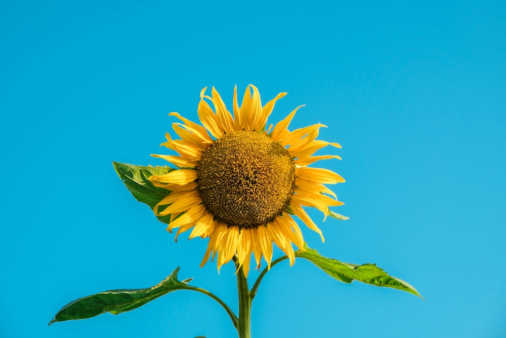 yellow sunflower under blue sky during daytime