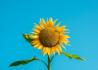 yellow sunflower under blue sky during daytime