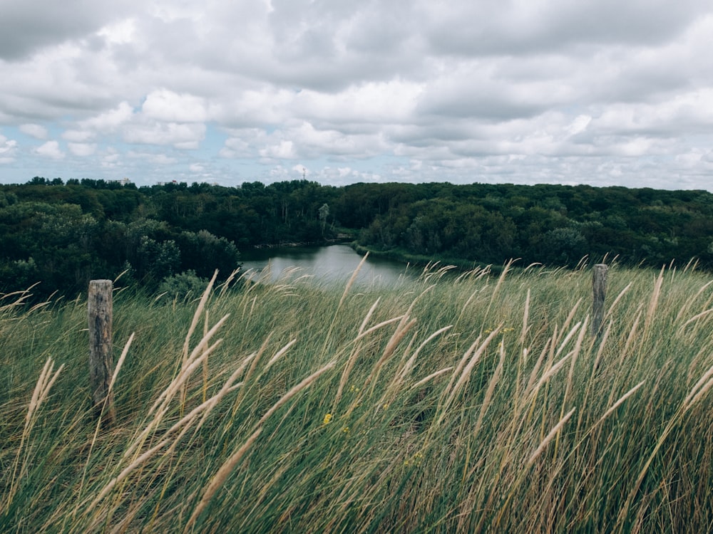 green grass near lake under cloudy sky during daytime