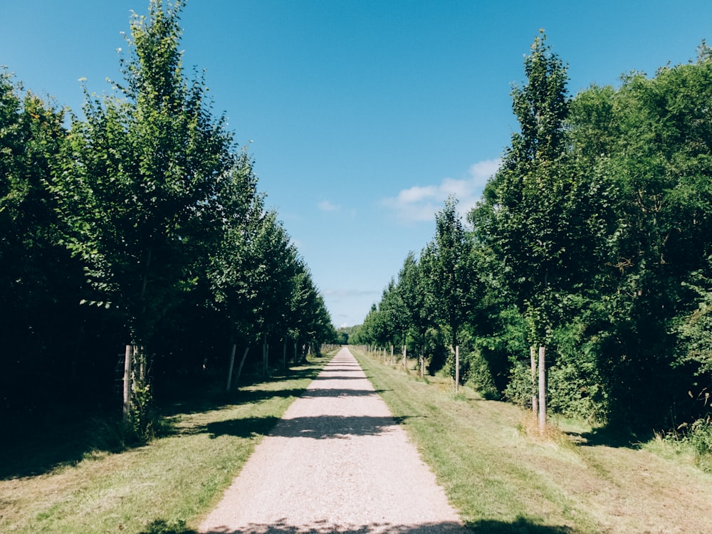 gray concrete road between green trees under blue sky during daytime