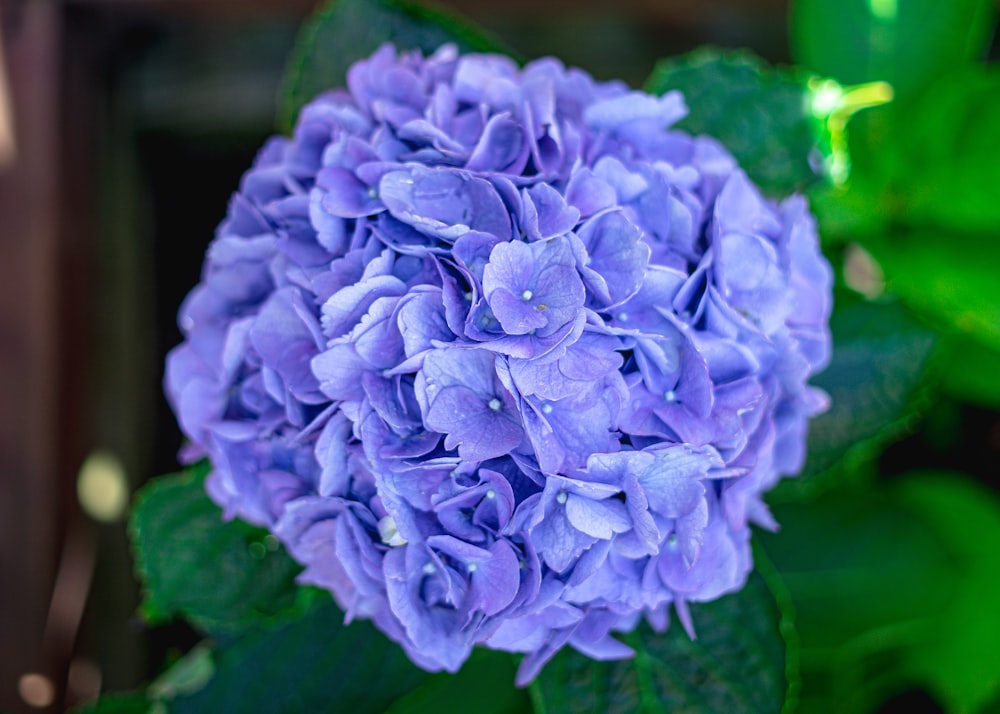 purple flower in macro lens