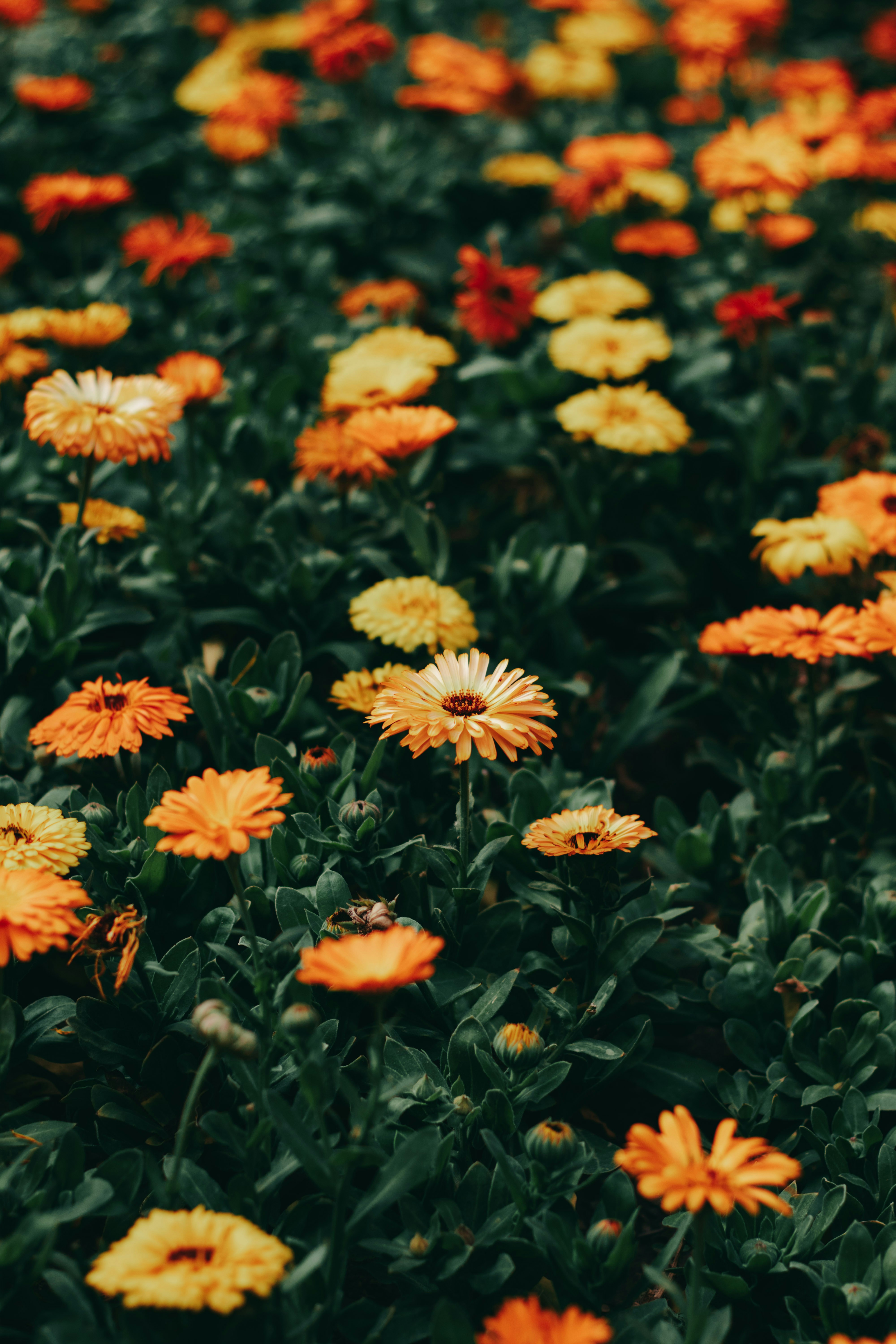 Photo by amirriazipour