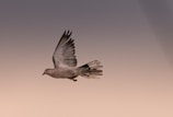 white bird flying during daytime