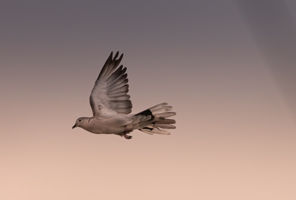 white bird flying during daytime