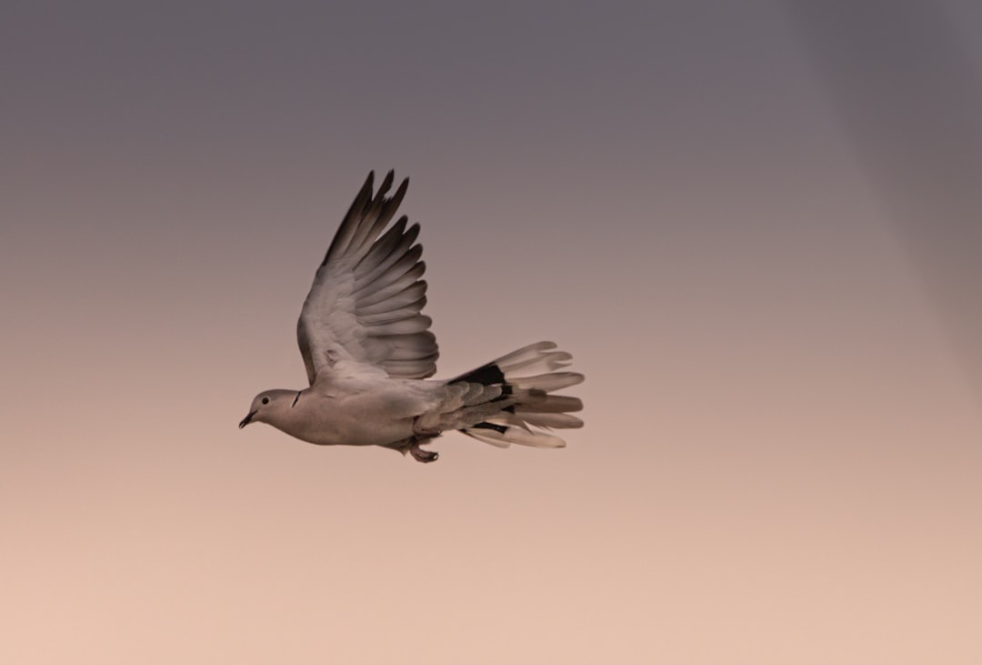  white bird flying during daytime dove