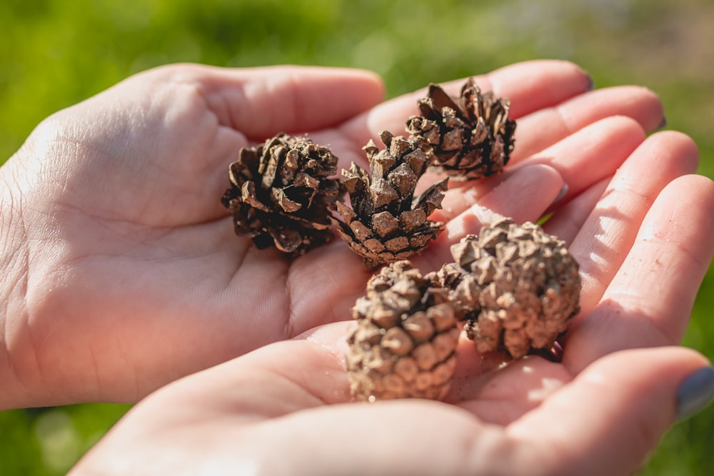 brown pine cone on persons hand