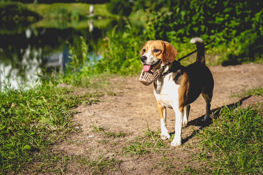 tricolor beagle on dirt ground during daytime