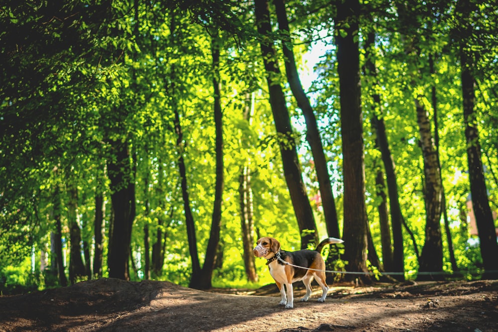 white and brown short coated dog on forest during daytime