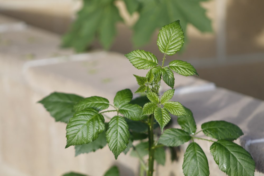 green leaves on white surface