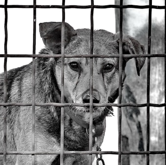 A dog with a solemn expression is seen behind a metal grid fence, suggesting confinement. The animal's ears are perked up, and its eyes are gazing forward with an intense yet calm demeanor. The chain collar around its neck adds to the sense of captivity.