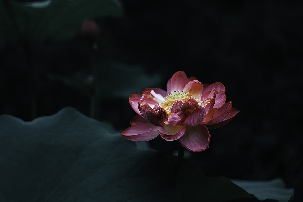 pink flower in tilt shift lens