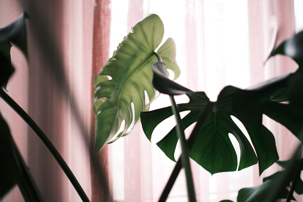green leaf plant near white curtain