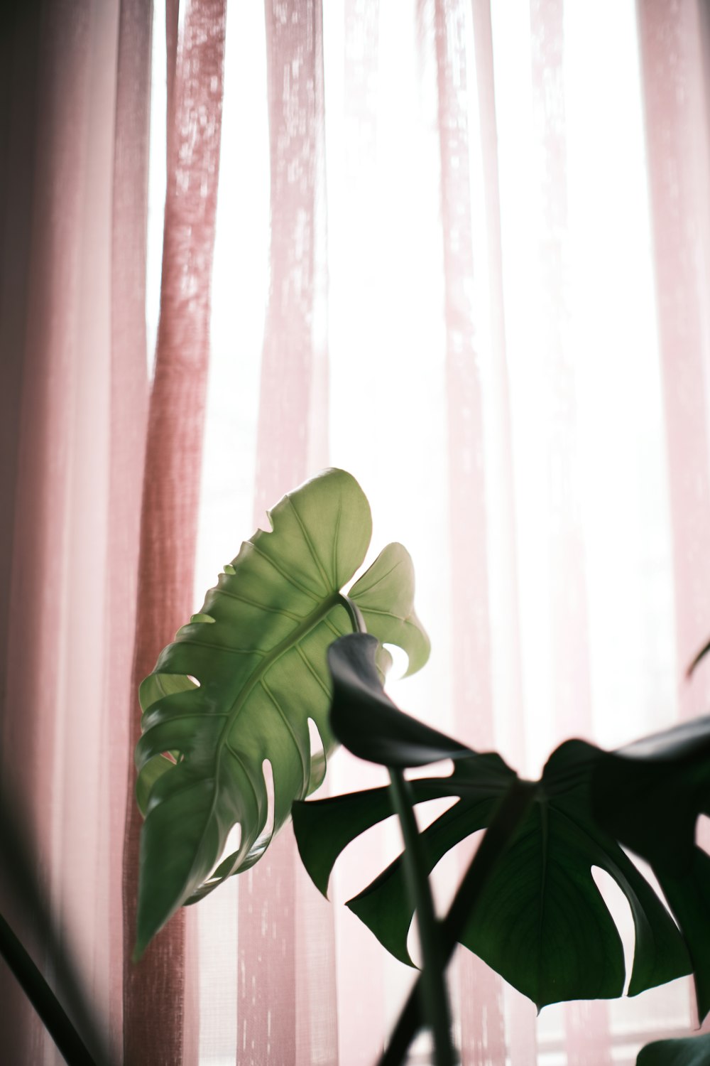 green leaf plant near white window curtain