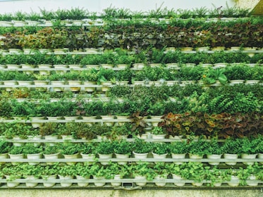 A vertical garden composed of rows of small white pots filled with a variety of green leafy plants. The plants are neatly arranged in horizontal lines creating a lush, layered pattern. Some pots contain dark red and purple foliage, adding contrast to the overall green appearance.