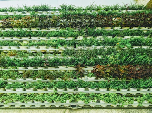 A vertical garden composed of rows of small white pots filled with a variety of green leafy plants. The plants are neatly arranged in horizontal lines creating a lush, layered pattern. Some pots contain dark red and purple foliage, adding contrast to the overall green appearance.