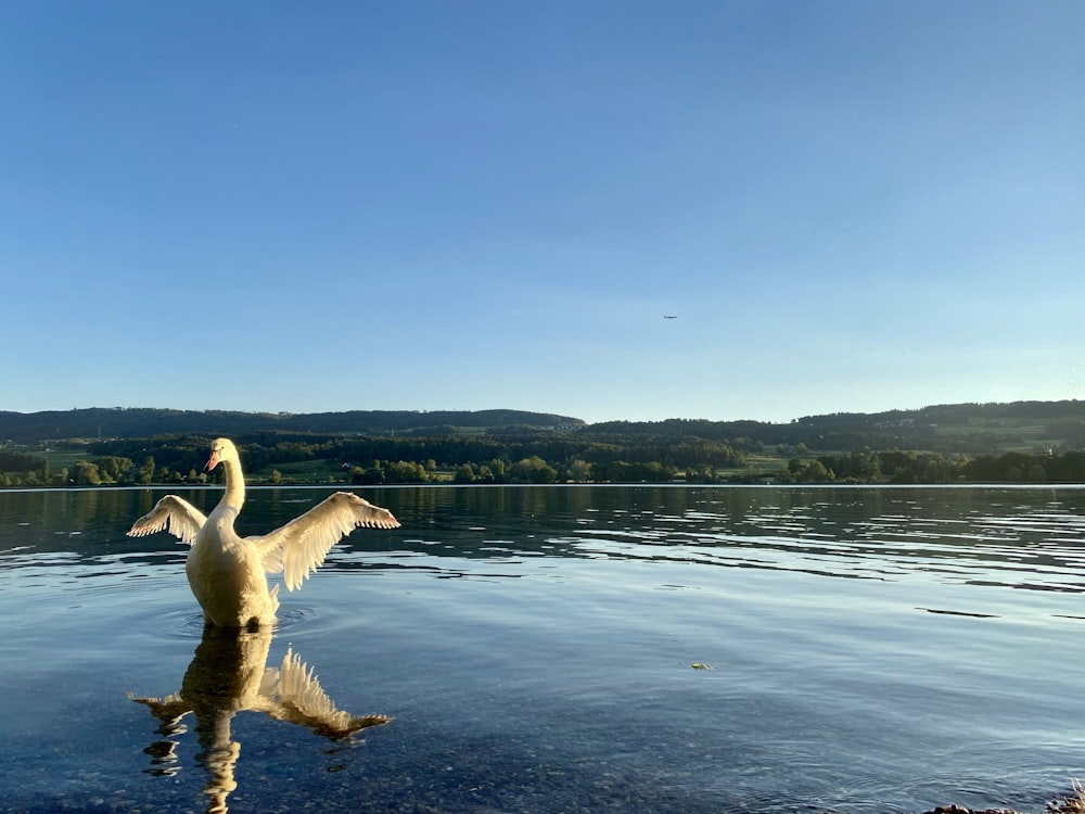 Cigno bianco sull'acqua durante il giorno