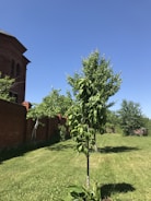 A lush green lawn is bordered by a red brick wall and features several trees with full, leafy branches. The sky is clear and blue, creating a bright and open atmosphere.