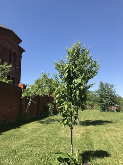 A lush green lawn is bordered by a red brick wall and features several trees with full, leafy branches. The sky is clear and blue, creating a bright and open atmosphere.
