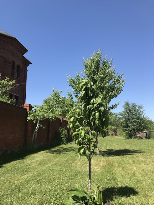 A freshly planted green lawn bordered by colorful plants under a clear sky.