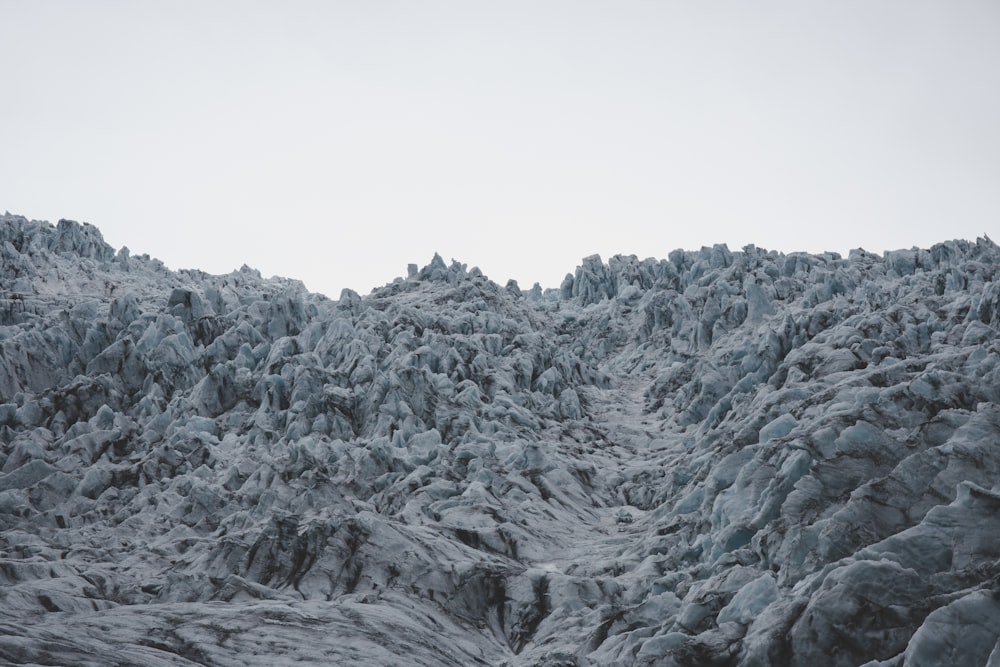 arbres enneigés pendant la journée