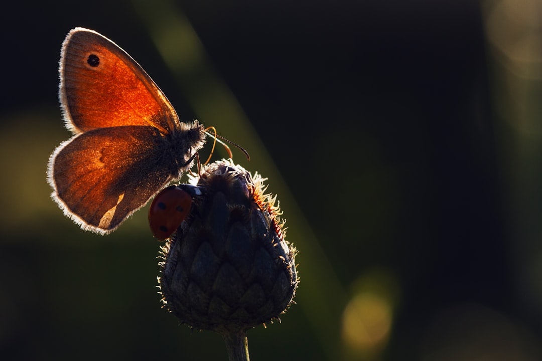 brown butterfly perched on white flower in close up photography during daytime