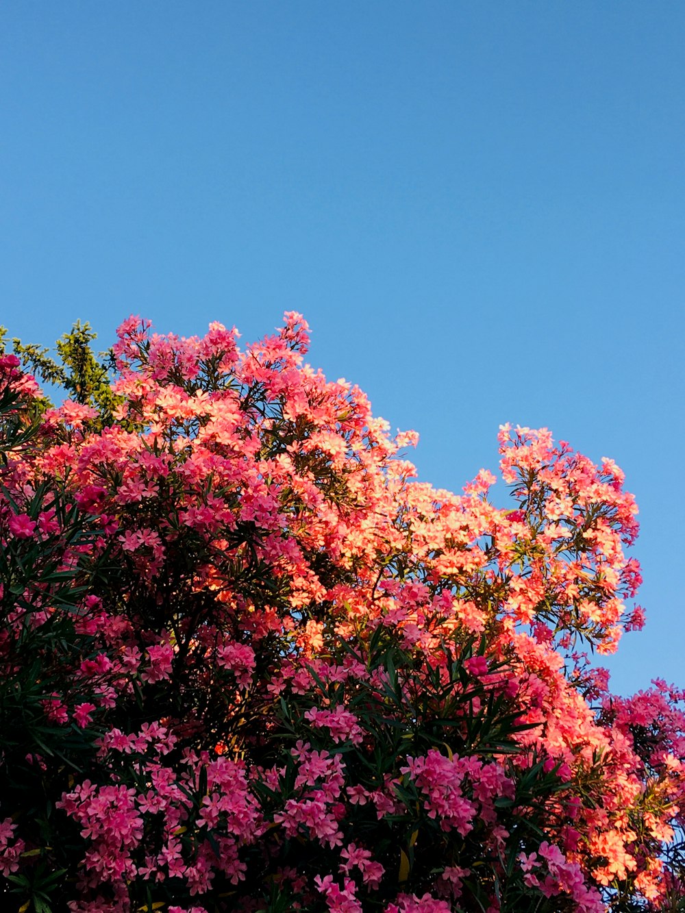 pink and red flowers under blue sky during daytime