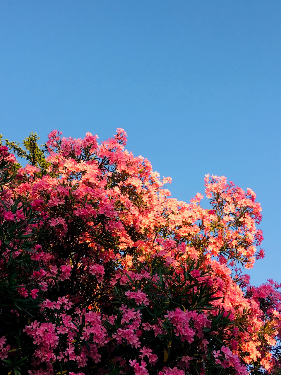 Large tree under clear blue sky with vibrant pink flower blooms at its center