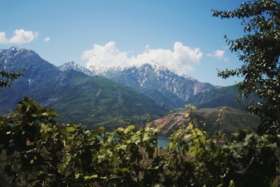green trees and mountains under blue sky during daytime uzbekistan teams background