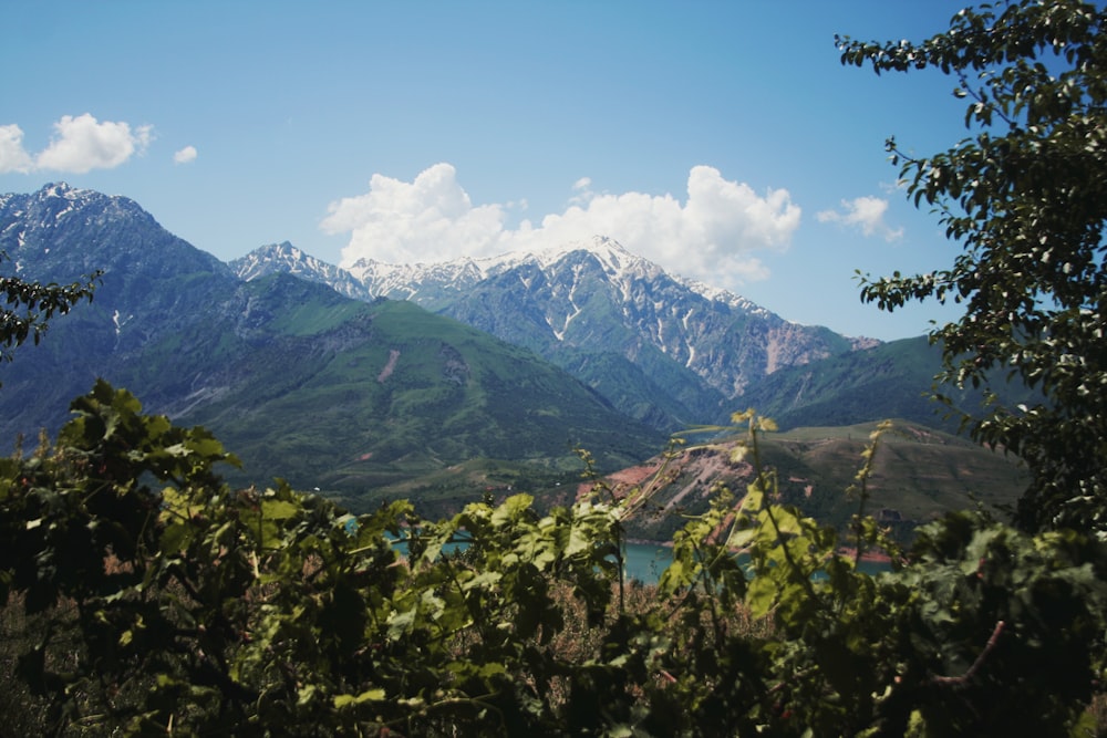 green trees and mountains under blue sky during daytime