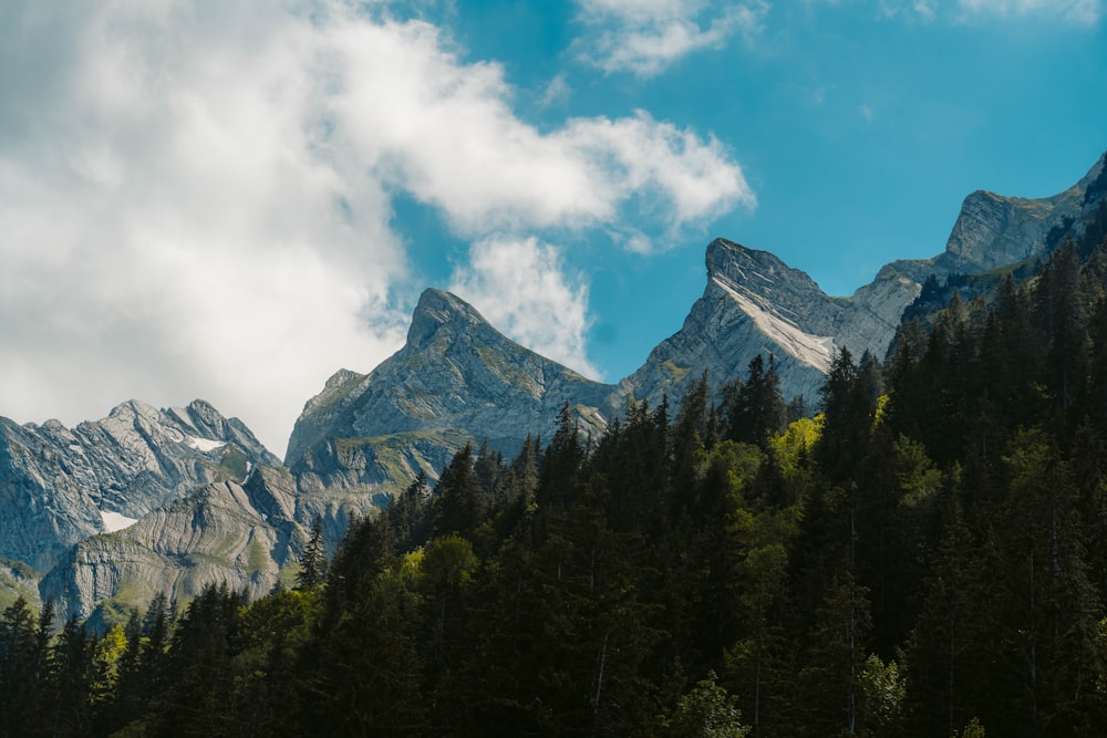 green trees near mountain under blue sky during daytime