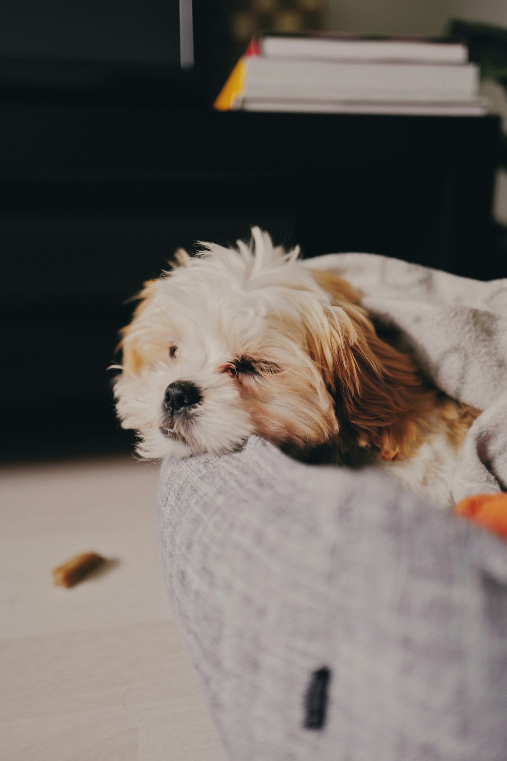 white and brown shih tzu puppy on white textile